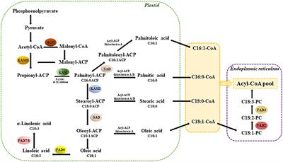 Development of a High Oleic Cardoon Cell Culture Platform by SAD Overexpression and RNAi-Mediated FAD2.2 Silencing